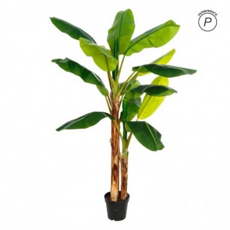 PLANTA PLATANERO VERDE...